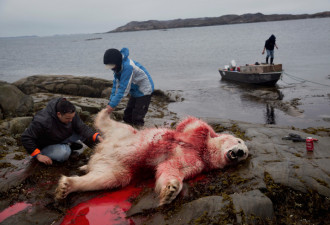 因纽特人捕杀北极熊 血染冰雪皮毛被割