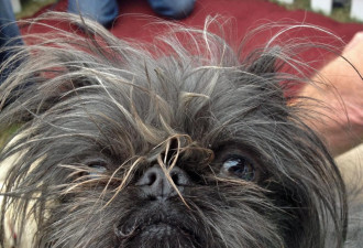 图：2014世界最丑狗狗大赛 不忍直视