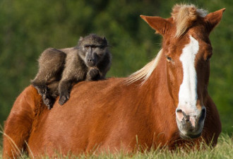 南非顽皮狒狒骑马“兜风” 惹游人爆笑