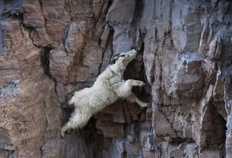 不知恐惧 生活在悬崖峭壁上的落基山羊