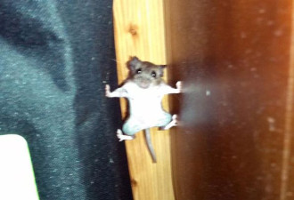 老鼠爬墙秀绝技 似汤姆克鲁斯爆红网站