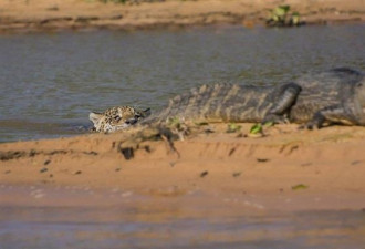 实拍巴西美洲豹闪电猎杀鳄鱼惊险场景