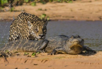 实拍巴西美洲豹闪电猎杀鳄鱼惊险场景