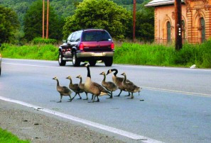 加国公路野生动物多 司机避让有讲究