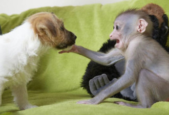超有爱 小猴子遭母亲遗弃与小狗成好友