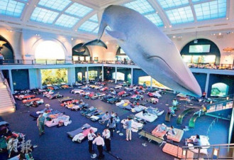 美国自然博物馆办过夜团 睡在蓝鲸下