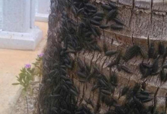 广东湛江海边聚集大量海蟑螂 数以万计