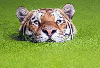 丹麦：老虎在满是水藻池塘内戏水卖萌