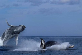 图：纽芬兰海罕见双鲸欢跃 游客喝彩
