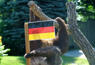 世界杯谁夺冠？ 多市动物园树懒押德国