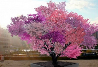 美国神奇果树 夏天结樱桃等40种水果