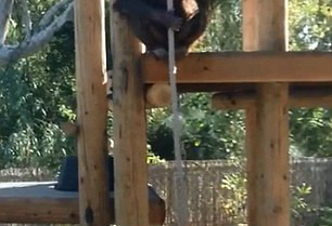 动物园黑猩猩假装上吊自杀 吓坏游客