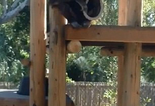 动物园黑猩猩假装上吊自杀 吓坏游客