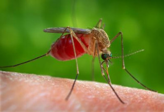荷顿区米尔顿发现带有西尼罗病毒毒蚊