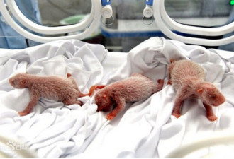奇迹！全球唯一存活大熊猫3胞胎诞生