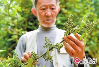 云南鲁甸地震时有村民摘花椒躲过一劫