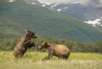 实拍：两棕熊幼崽打架 耗尽力气才罢手