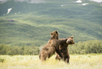 实拍：两棕熊幼崽打架 耗尽力气才罢手