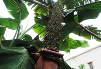 越南超级香蕉树一穗结出3000多个香蕉