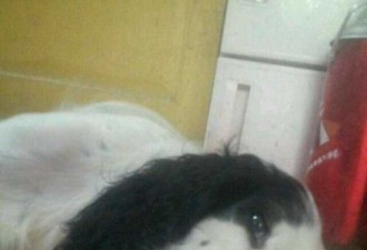 鲁甸地震搜救犬找到7遗体 因过劳病倒