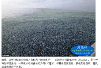 美国西海岸惊现大批神秘生物 形似水母
