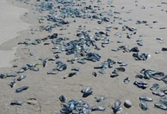 美国西海岸惊现大批神秘生物 形似水母