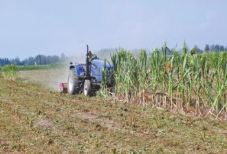 河南农民含泪铲绝收玉米 养地待种小麦