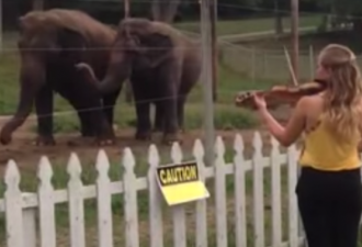 逗趣：两只小象随小提琴演奏翩翩起舞