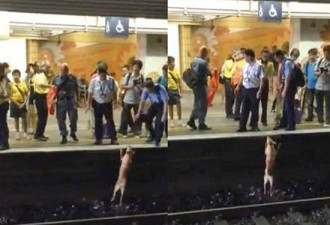 香港地铁碾死小狗万人抗议 官方致歉