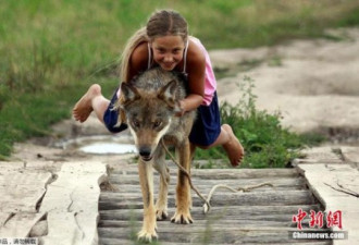 俄国人养狼当宠物 10岁女孩骑狼狂奔