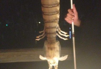 美国渔民捕获半米长巨虾 并将其吃掉