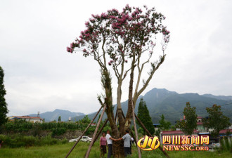 四川921岁古紫薇树开花 曾被卖至88万