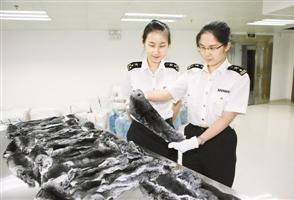 深圳海关截获56张龙猫皮 价格贵如黄金