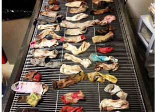 美国狗狗生病就医 胃中取出43只臭袜子
