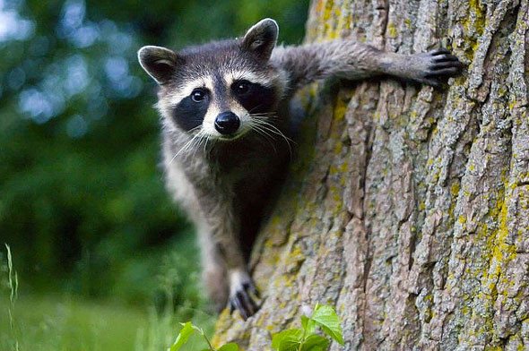 toronto raccoon
