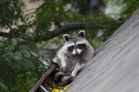 toronto raccoon