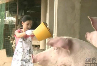 张柏芝当农妇种田喂猪 秀与村民合影