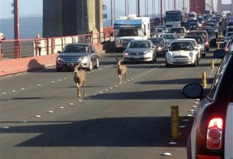 两只鹿闯入旧金山金门桥 拥堵半小时