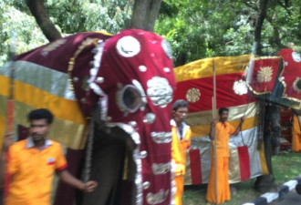 习近平抵斯里兰卡 列大象阵披彩装欢迎