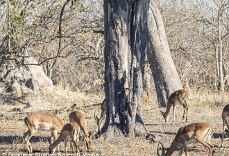 实拍：猎豹从12米高树上跃下捕杀羚羊