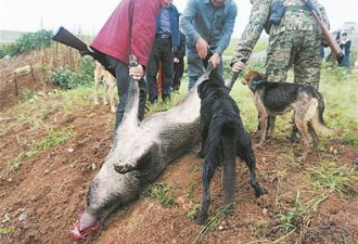 200斤野猪激战5猎狗 咬死一条被击毙