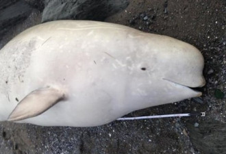圣劳伦斯河的小白鲸接连死亡令人忧虑