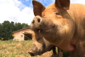 魁省传统养猪场：快乐的猪 = 好吃的猪