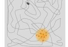 三科学家分享诺贝尔生理学或医学奖