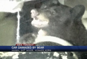 黑熊意外钻入汽车驾驶室 还按喇叭呼救