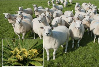 英国农场羊群误食大麻后集体“傻笑”
