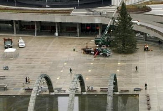 巨型圣诞树已经送抵多伦多市中心广场