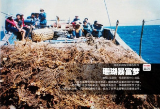珊瑚危机：中国渔民盗挖邻国极珍贵珊瑚