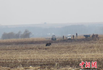 黑龙江现600斤大黑熊 百余民众疏散