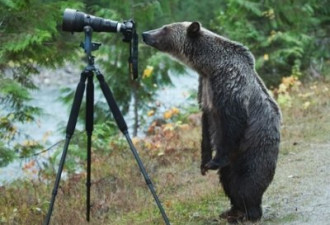 “灰熊”摄影师萌翻全球 网络疯狂传阅